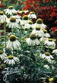 Echinacea White Swan